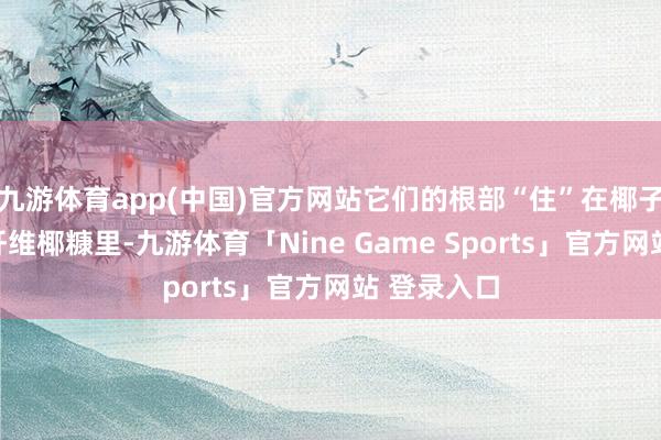 九游体育app(中国)官方网站它们的根部“住”在椰子壳打碎的纤维椰糠里-九游体育「Nine Game Sports」官方网站 登录入口